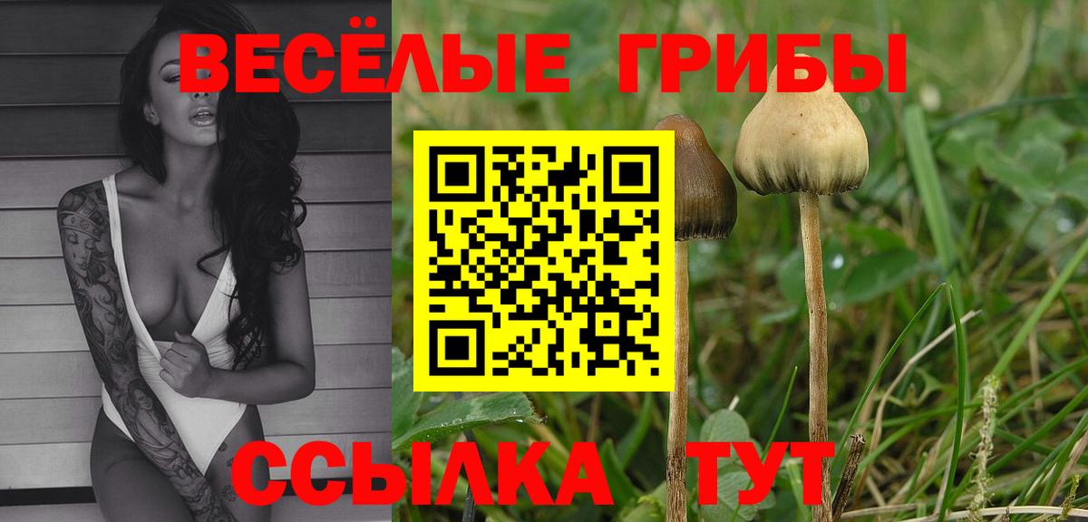 купить наркотики сайты  Галлюциногенные грибы Cubensis  Вход с VPN  Кириши 